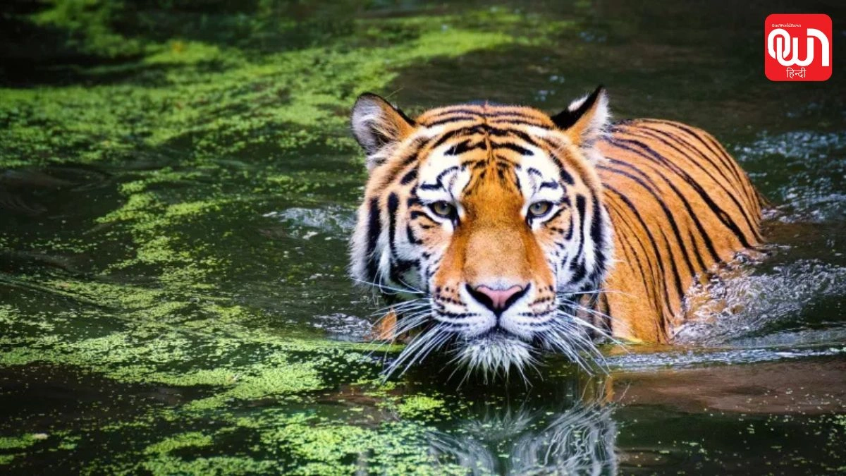 International Tiger Day 2026: विश्व बाघ दिवस, बाघों की घटती संख्या क्यों बढ़ा रही है चिंता? 1 International Tiger Day 2026