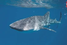 International Whale Shark Day 2026
