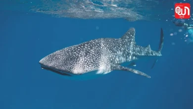 International Whale Shark Day 2026