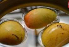 Mango Lovers