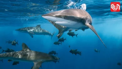 Shark Awareness Day 2026: क्या सच में खतरनाक होती हैं शार्क? इस दिन जानें हकीकत 7 Shark Awareness Day 2026