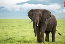 World Elephant Day 2026