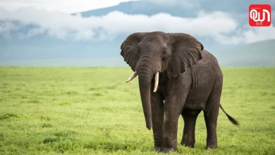 World Elephant Day 2026