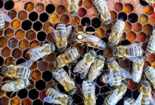 World Honey Bee Day 2026: पर्यावरण संतुलन बनाए रखने में मधुमक्खियों की अहम भूमिका 8 World Honey Bee Day 2026