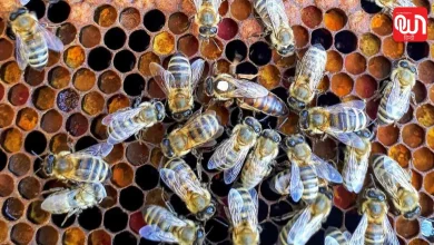 World Honey Bee Day 2026: पर्यावरण संतुलन बनाए रखने में मधुमक्खियों की अहम भूमिका 6 World Honey Bee Day 2026