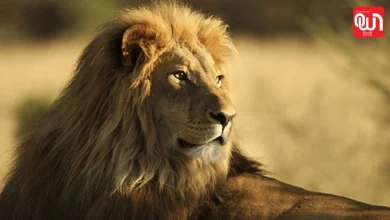 World Lion Day 2026