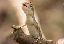 World Lizard Day 2026