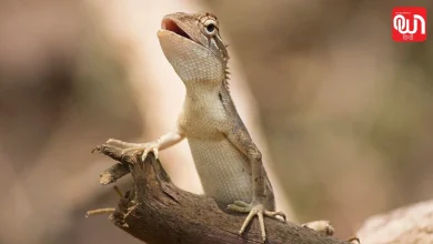 World Lizard Day 2026