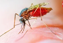 World Mosquito Day 2026