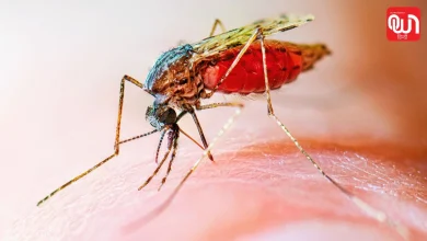 World Mosquito Day 2026