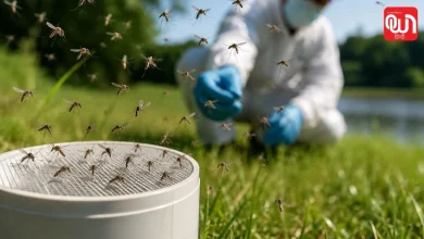 Google Fight Mosquitoes