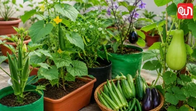 June Gardening Tips