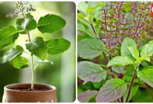 Plants Care Tips