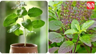 Plants Care Tips: तुलसी का पौधा क्यों सूख जाता है? जानें सबसे बड़ी वजह और आसान उपाय 8 Plants Care Tips