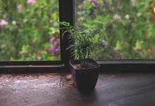 Plants Care in Monsoon