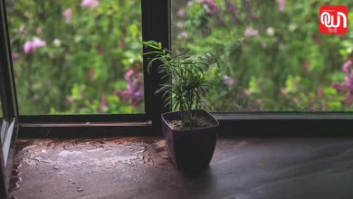 Plants Care in Monsoon