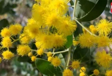 Wattle Day 2026