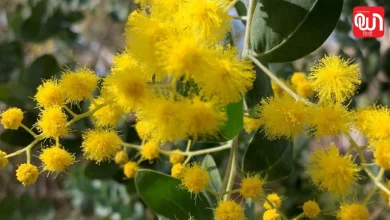 Wattle Day 2026