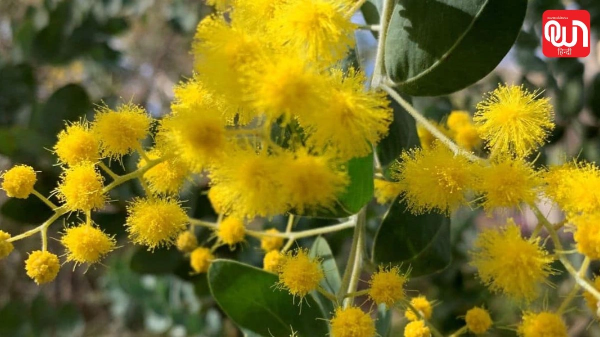 Wattle Day 2026: प्रकृति प्रेमियों के लिए क्यों महत्वपूर्ण है यह दिन? 1 Wattle Day 2026