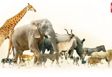 World Animal Month 2026