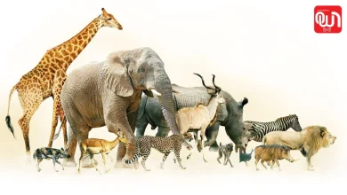 World Animal Month 2026