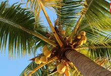World Coconut Day 2026