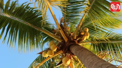 World Coconut Day 2026