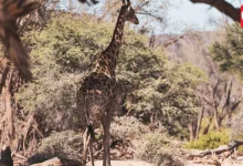 World Habitat Awareness Month 2026