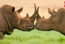 World Rhino Day 2026