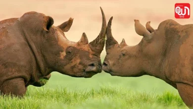 World Rhino Day 2026: जानिए भारत में गैंडों की स्थिति और संरक्षण के प्रयास 8 World Rhino Day 2026