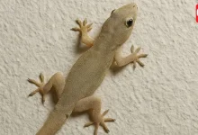 Home Remedies for Lizards