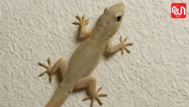 Home Remedies for Lizards