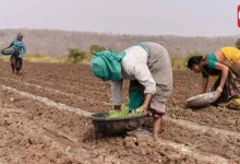 Kharif Crop Sowing 2026