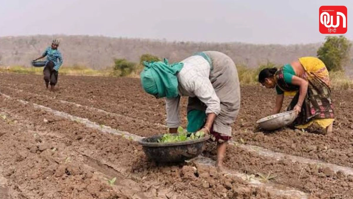 Kharif Crop Sowing 2026: जुलाई के पहले सप्ताह में खरीफ फसलों की बुवाई बढ़ी, कृषि मंत्रालय ने जारी किए ताजा आंकड़े 1 Kharif Crop Sowing 2026