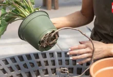 Pruning & Repotting Tips