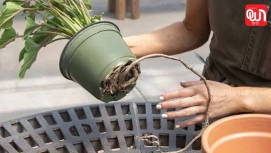 Pruning & Repotting Tips