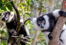 World Lemur Day 2026