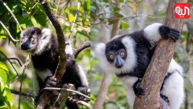 World Lemur Day 2026: इतिहास, उद्देश्य, महत्व और इस दिन से जुड़े दिलचस्प तथ्य 10 World Lemur Day 2026