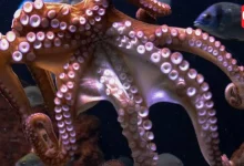 World Octopus Day 2026