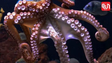 World Octopus Day 2026
