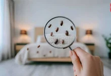 Bed Bug Remedies
