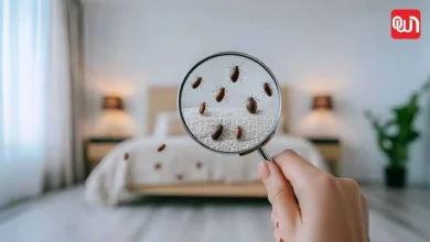 Bed Bug Remedies