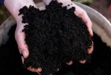 Cow Dung Manure