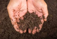 Cow Dung Manure