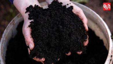 Cow Dung Manure