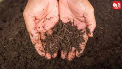 Cow Dung Manure