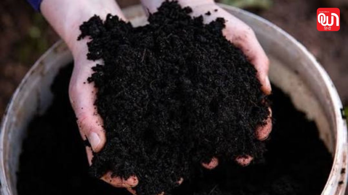 Cow Dung Manure: पौधों के लिए कौन बेहतर? गोबर की खाद और वर्मीकंपोस्ट का आसान तुलना 1 Cow Dung Manure