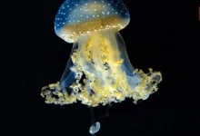 Jellyfish Day 2026