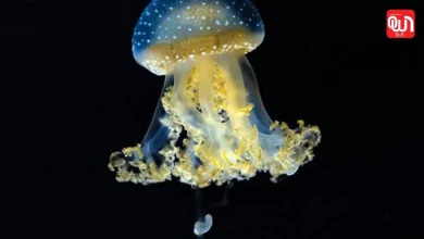 Jellyfish Day 2026: जानिए इस अनोखे समुद्री जीव का महत्व, इतिहास और संरक्षण की जरूरत 9 Jellyfish Day 2026