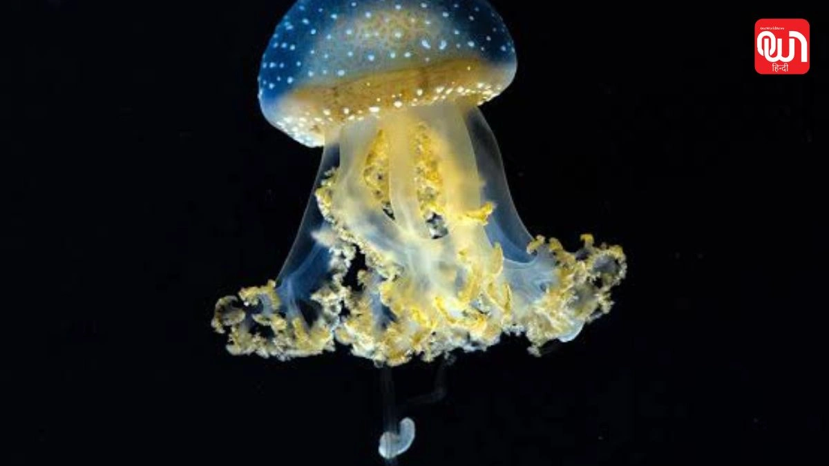 Jellyfish Day 2026: जानिए इस अनोखे समुद्री जीव का महत्व, इतिहास और संरक्षण की जरूरत 1 Jellyfish Day 2026